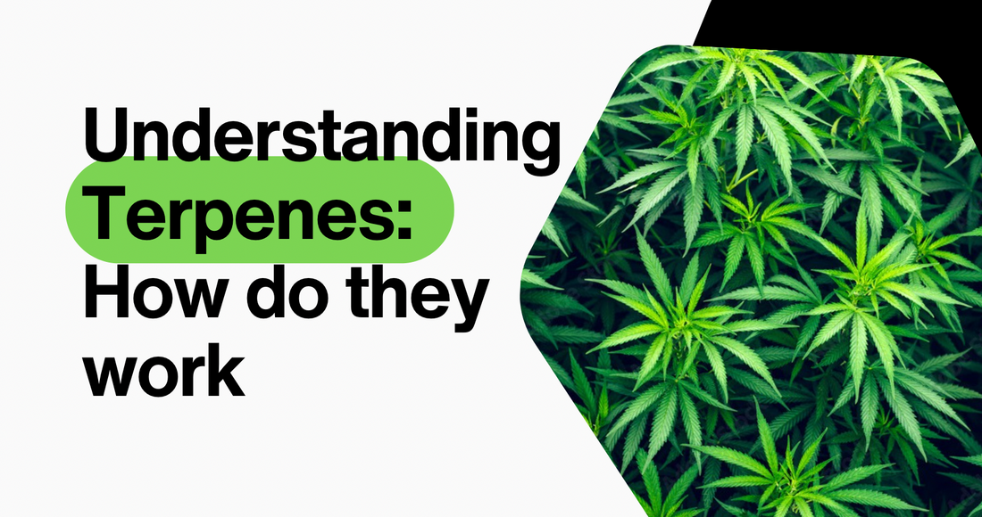 Understanding Terpenes: How They Enhance Your HHC Experience